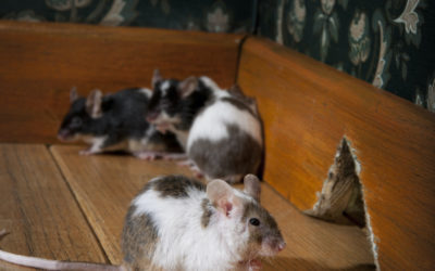 Follow These Steps to Help Keep Mice Outside This Season