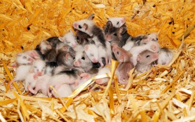Identifying a Mouse Nest