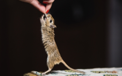 Keep Mice at Bay with These Spring Cleaning Tips