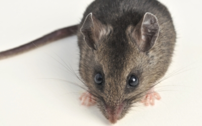 Spotlight on the Deer Mouse