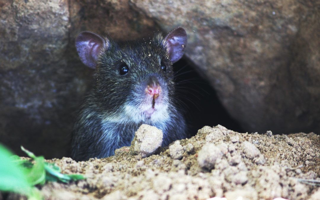 Tips for Selecting a Pest Professional