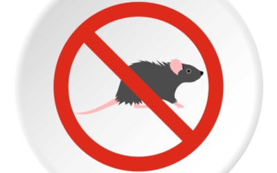 Odors That Can Mean You Have a Mouse Problem