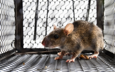 Tracks and Rub Marks: Identifying a Mouse Infestation