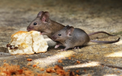 What Mice Feed on Inside Your Home, its not what you think