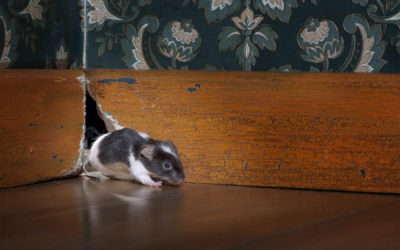 Why Do Mice Like to Come Into Our Homes?