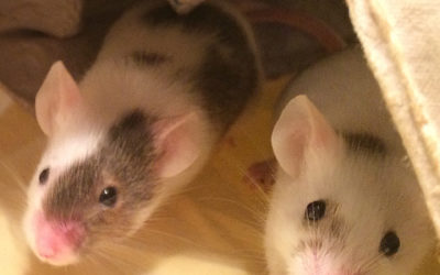 Mice Do Not Make For Great Pets