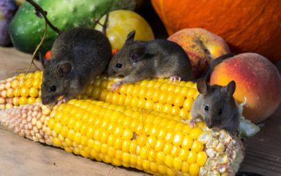 Signs of Mice in Your Kitchen