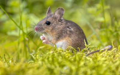 3 Simple Steps to Mice Control Prevention
