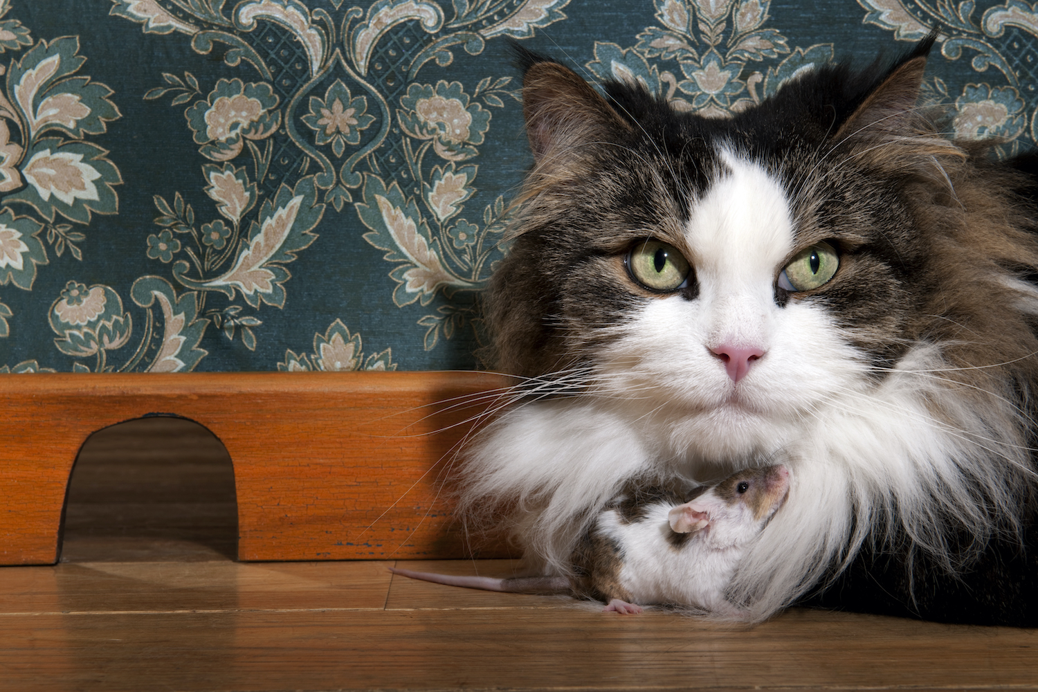 Simple Ways To Prevent Mice Invasions Mice Mob Exterminators