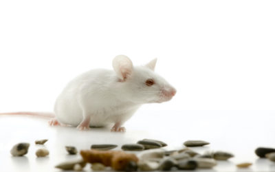 What to Do if You Think You Have Mice