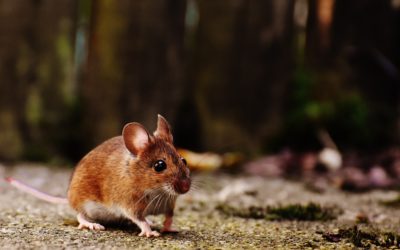 Start Your Year Off with a Mouse-Free Home By Calling Us