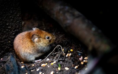 Can You Notice Signs of Mice Around the House Before You See a Mouse?