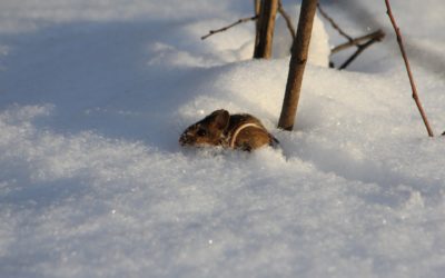 Winter Signs Mice Are Trying to Come In