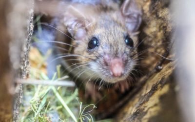 Other Animals That Tend to Come In When Mice Make Your Home Their Home