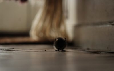 How Greasy Baseboards Could Signal a Rodent Problem