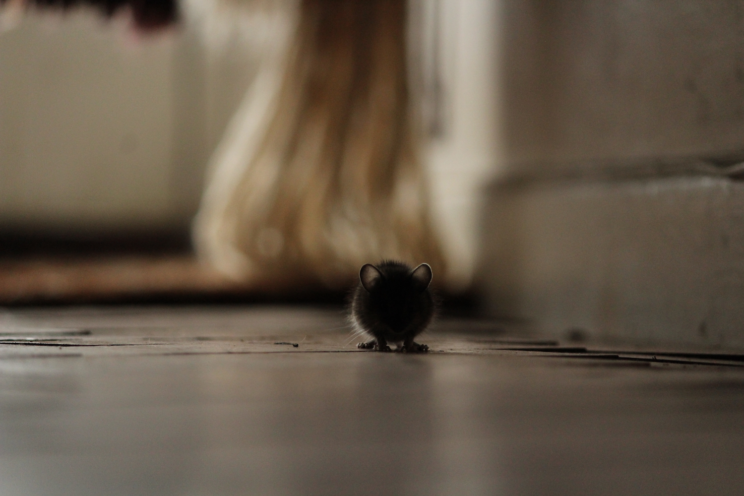 How Greasy Baseboards Could Signal a Rodent Problem Mice Mob