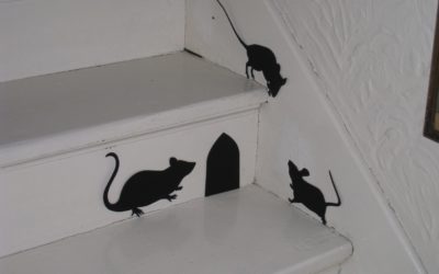 What Can Mice Do If They Get In Your Walls?