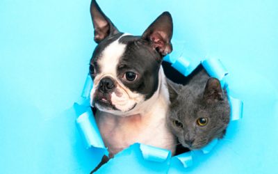 Do Mice Pose Risks To Your Household Pets?