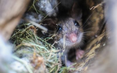 Do Mice Actually Ruin The Wires In Your Home?