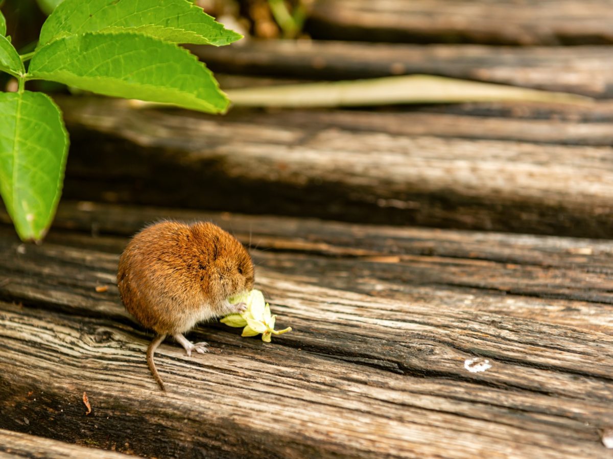 Are Mice Solitary Creatures? - Mice Mob Exterminators