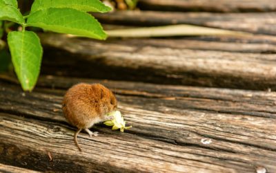 Are Mice Solitary Creatures?