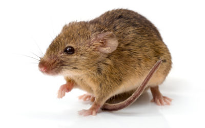 What To Expect If You Get Mice In Your Walls