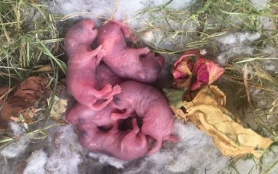 How to Prevent Mice From Nesting This Fall