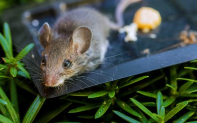 The Dangers Of Using Poison Traps Outside Your Home