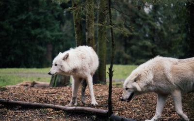 Best Ways to Eliminate Predators