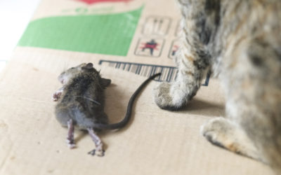 What To Do When You Find A Dead Mouse