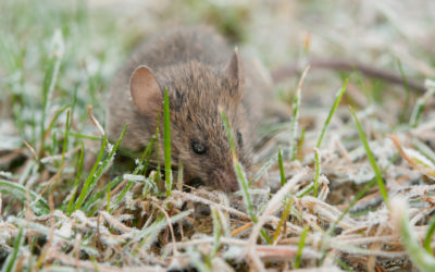 3 Reasons Why Your Family Is Vulnerable To Mice