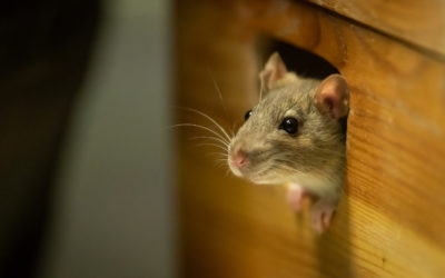 A Mice Infestation Leads to Bigger Predators Calling Your House Their Home