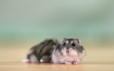 What You Need to Know About Mice