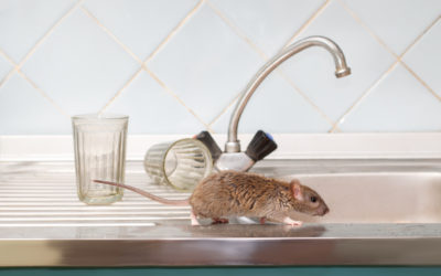 Look for These Signs of Mice in Your House
