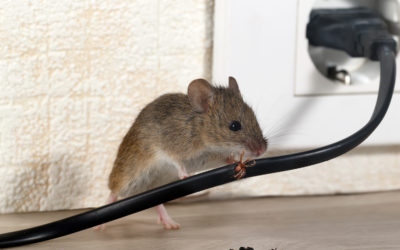 What Problems Can Mice Cause in Your Home?