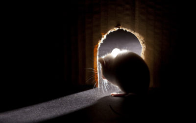 Top Entry Points for Mice Into Your Home