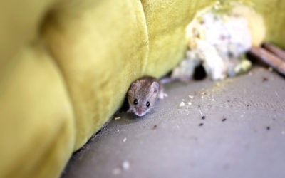 Cleaning Up After a Mouse