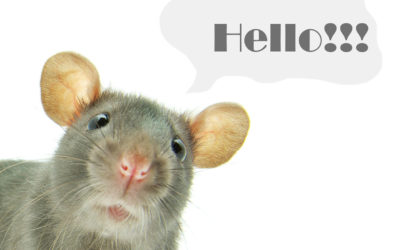 Is It Rats or Mice?