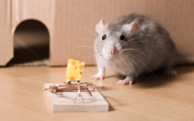 What Are the Most Effective Mouse Traps?