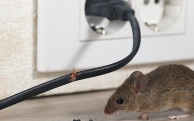 The True Cost of Mice Damage
