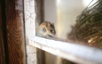 What Attracts Mice the Most?