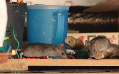 Common Warning Signs of a Mouse Infestation