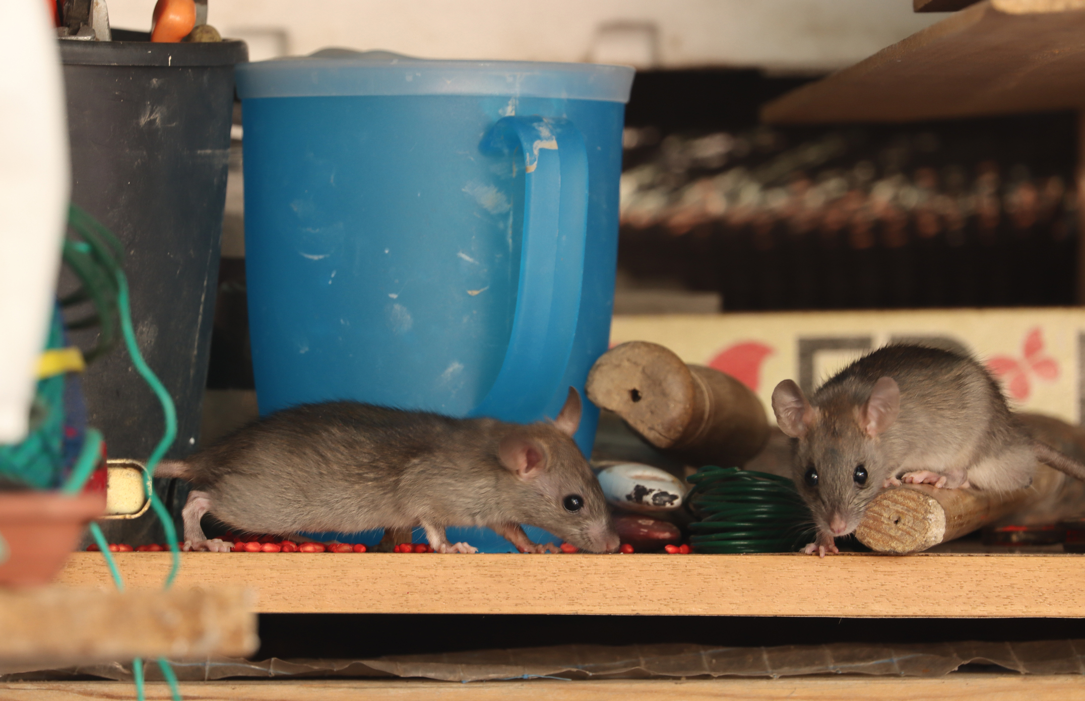 Common Warning Signs of a Mouse Infestation - Mice Mob Exterminators 