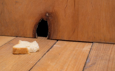How and Why Do Mice Get Into Homes?