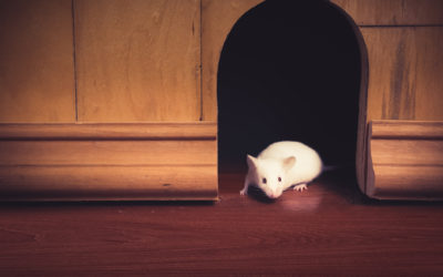 How Are Mice Getting Into Your House?