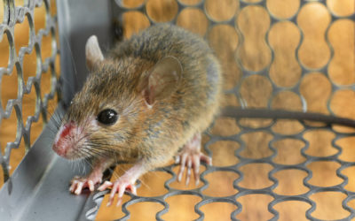 What to Look for in an Exterminator