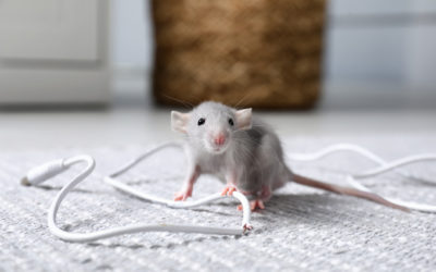 Biggest Problems Caused By Mice