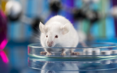 Methods Exterminators Use to Remove Mice