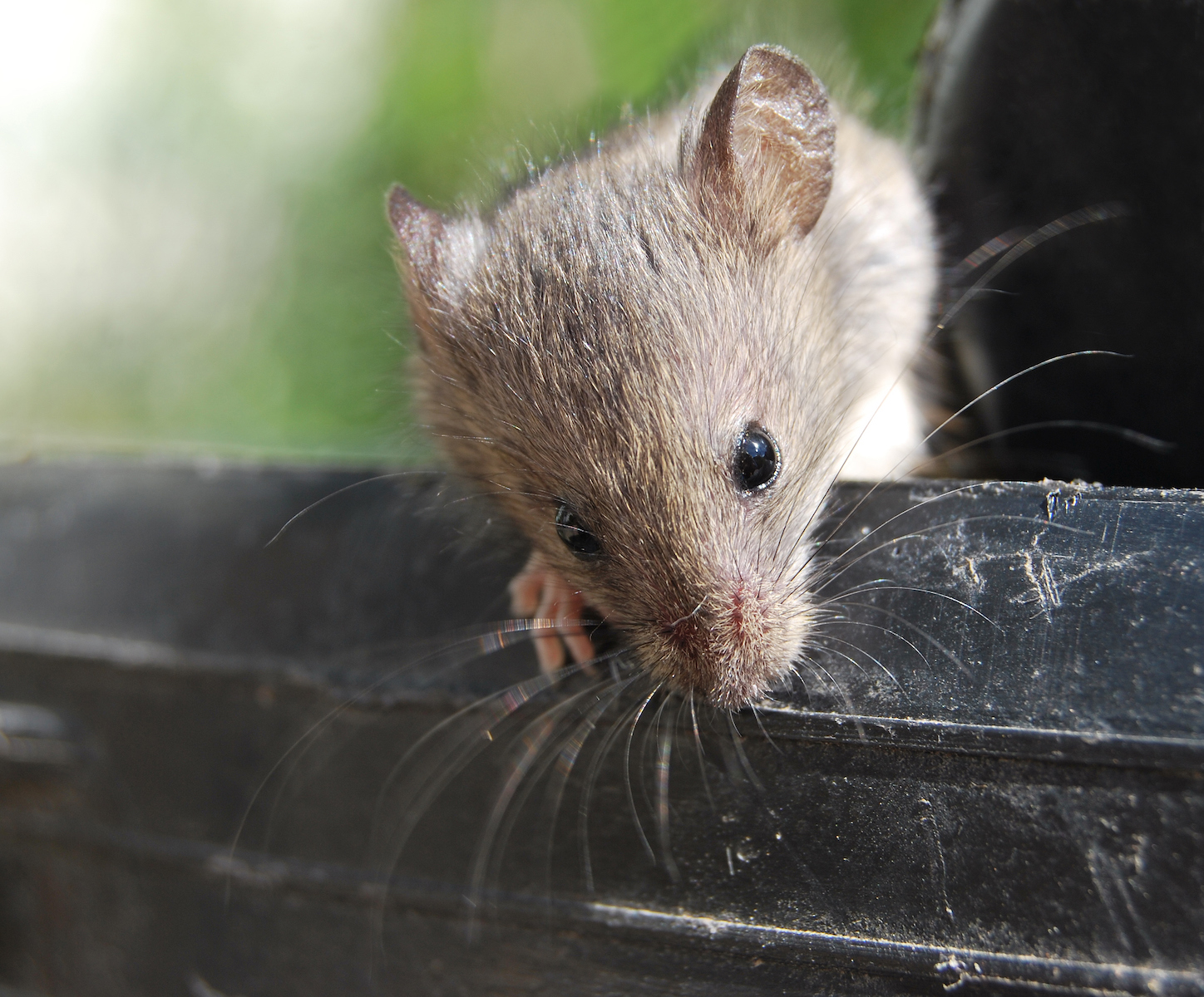 How to avoid fall mice issues mice mob exterminators