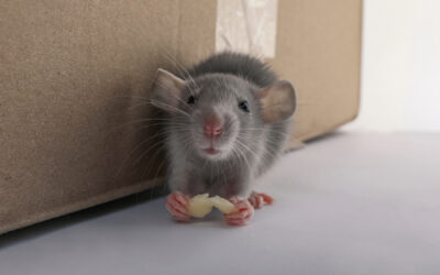 3 Signs You Have Mice in Your Walls